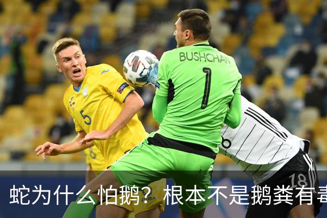蛇为什么怕鹅？根本不是鹅粪有毒！真正原因是大鹅三大绝杀技能