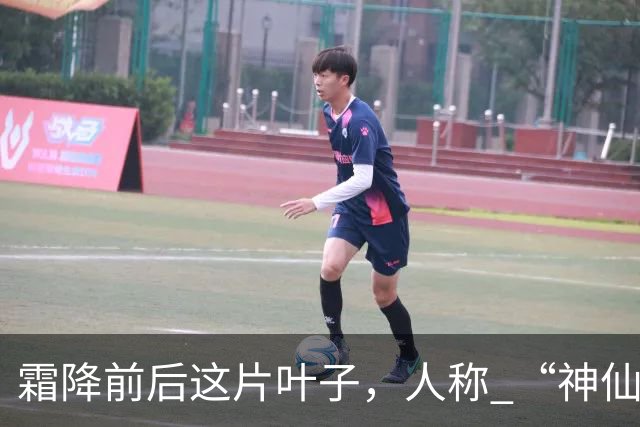 霜降前后这片叶子，人称 “神仙叶”！晒干熬汤泡水喝，润肺疏肝！